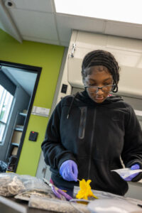 Student swabbing a flower