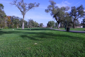 Green grass and winding paths at the Donald Ross Gold Course on a beautiful day