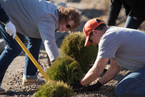 A young woman and man help plant a shrub together