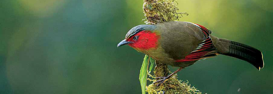 Scarlet Faced Liocichla